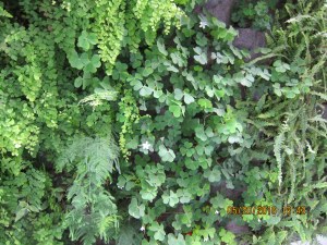 Living_wall03