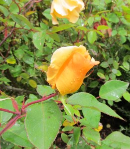 Piano_flower_edited-1