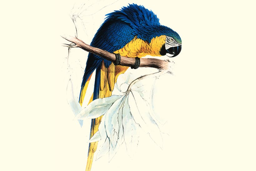 Lear_Macaw